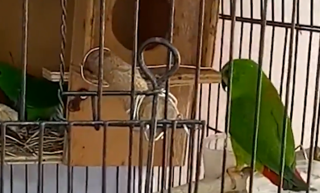 ternak-burung-serindit