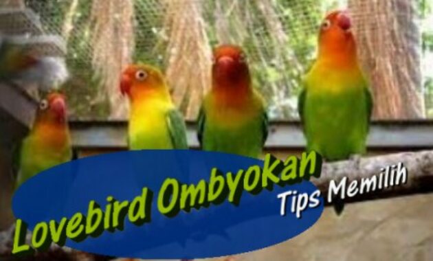 tips-memilih-burung-lovebird-ombyokan
