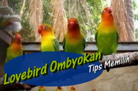 tips-memilih-burung-lovebird-ombyokan
