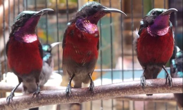 berapa-lama-konin-ijoan-jadi-metalik