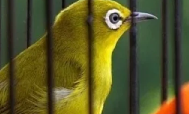 burung-kicau-kelas-atas