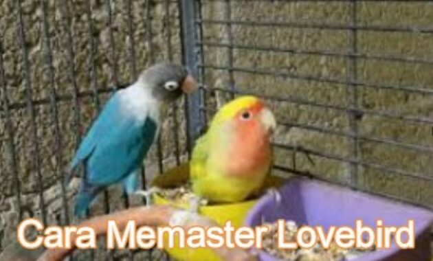 cara-memaster-lovebird