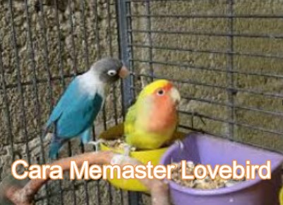 cara-memaster-lovebird