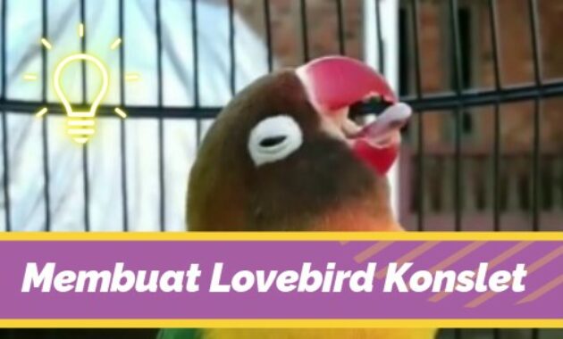 cara-membuat-lovebird-konslet