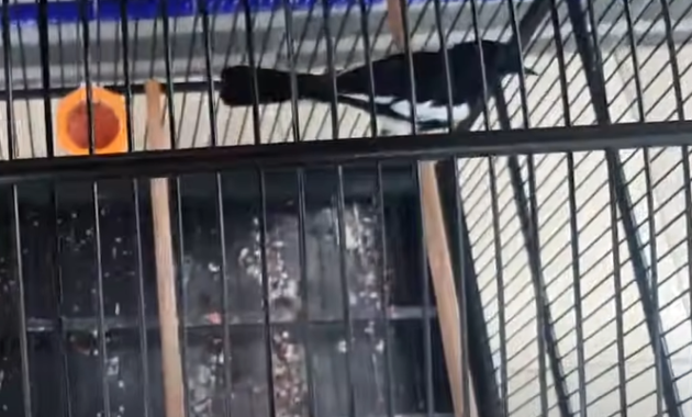 cara-menjinakan-burung-kacer