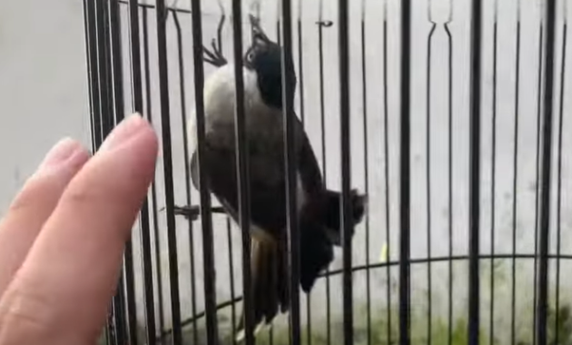 cara -menjinakkan-burung-kutilang