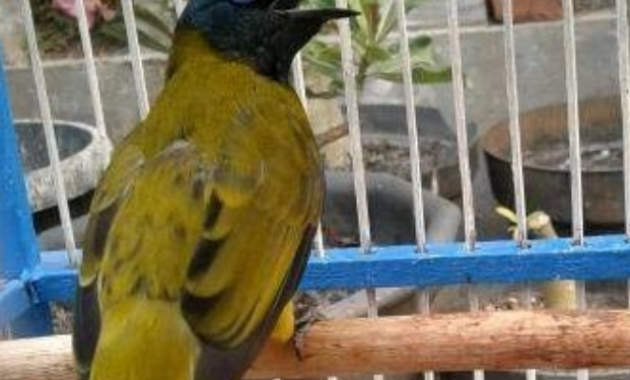 cara-merawat-burung-kutilang