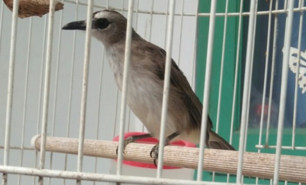 cara-merawat-burung-trucukan-liar-menjadi-jinak