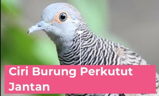 ciri-burung-perkutut-jantan