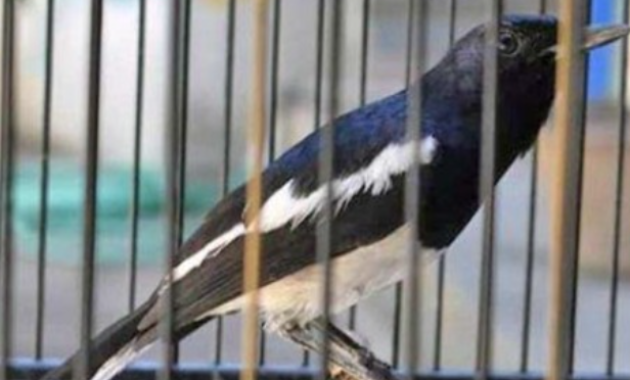 ciri-ciri-kacer-emosi-tinggi-birahi-rendah