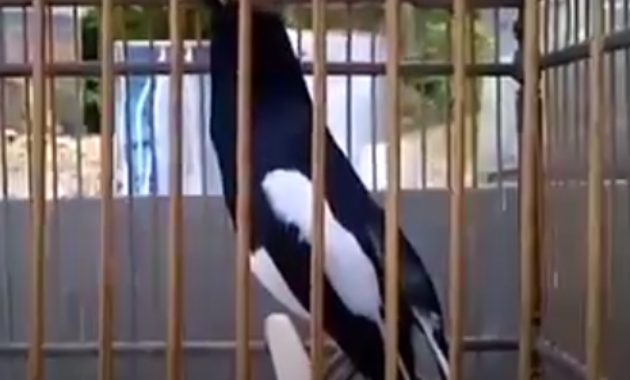 ciri-fisik-kacer-prospek