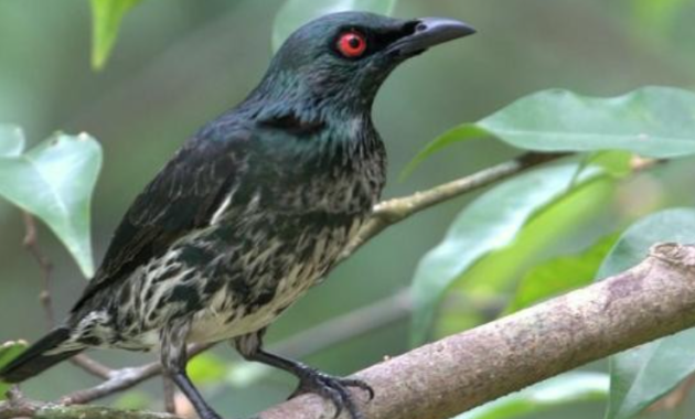 harga-burung-cucak-keling