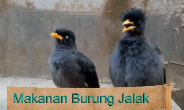 makanan-burung-jalak