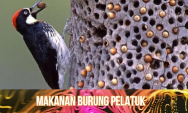 makanan-burung-pelatuk