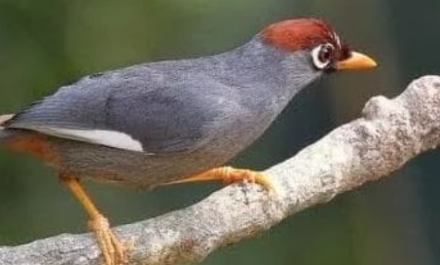 perawatan-poksay-mandarin