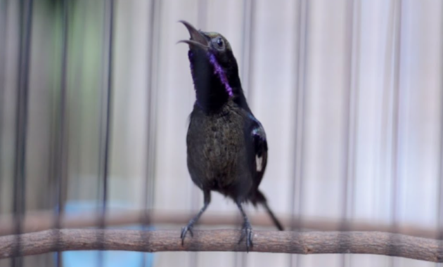 umur-kolibri-ninja