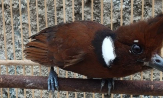 cara-merawat-burung-cililin