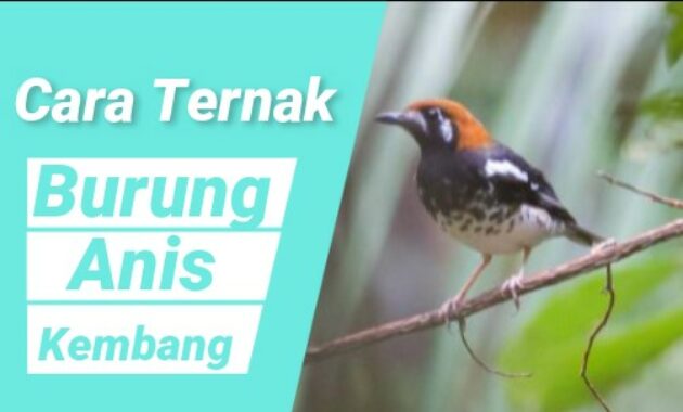 cara-ternak-burung-anis-kembang