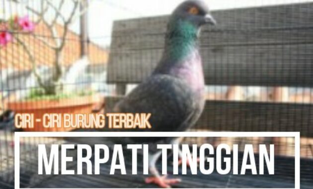 ciri-ciri-merpati-balap-tinggian