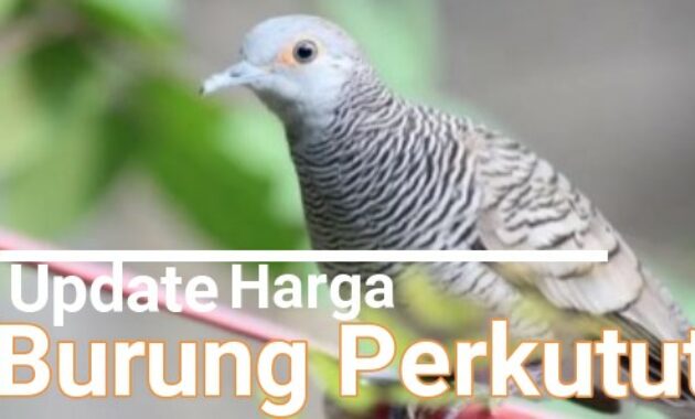 harga-burung-perkutut