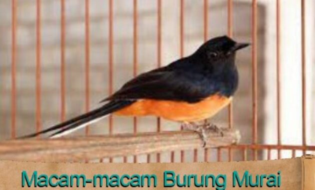 macam-macam-burung-murai-dan-gambarnya