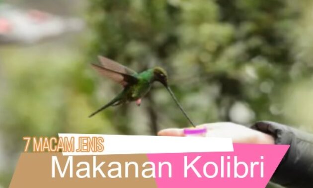 makanan-burung-kolibri