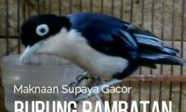 makanan-burung-rambatan