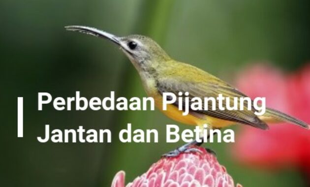 perbedaan-burung-pijantung-jantan-dan-betina