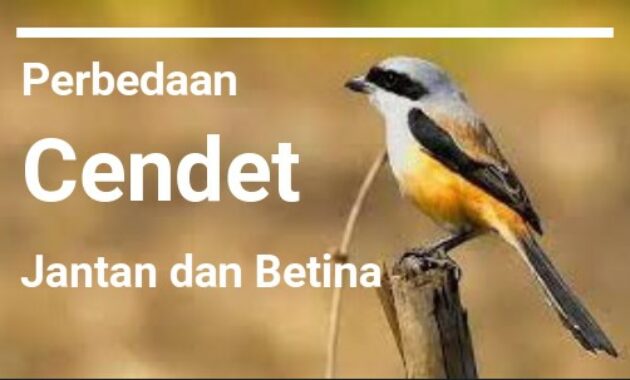 perbedaan-cendet-jantan-dan-betina