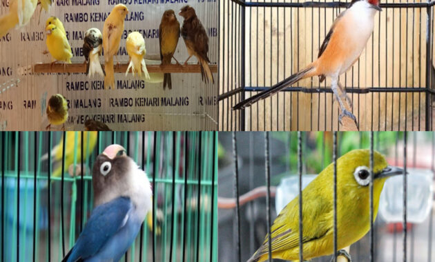 4 jenis burung kurang cocok dekat dengan kenari