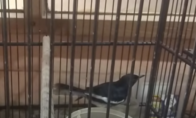 cara-cepat-gacorkan-kacer-bahan