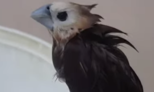 cara-menjinakan-burung-emprit