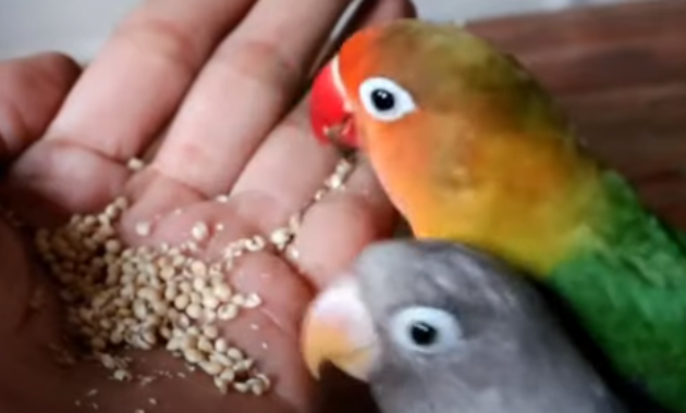 cara-menjinakan-burung-lovebird