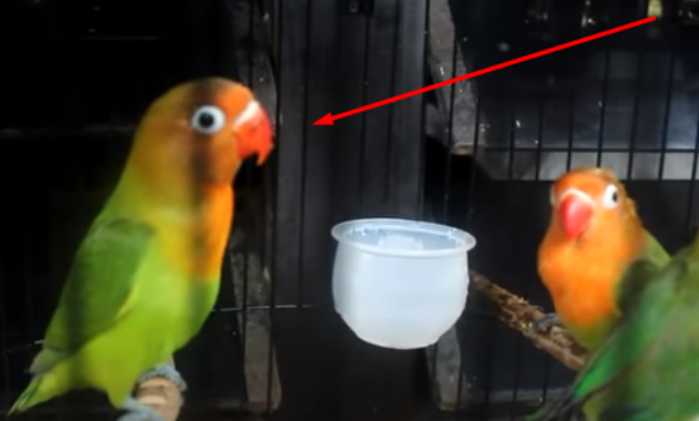 ciri-ciri-lovebird-trah-ngekek-panjang