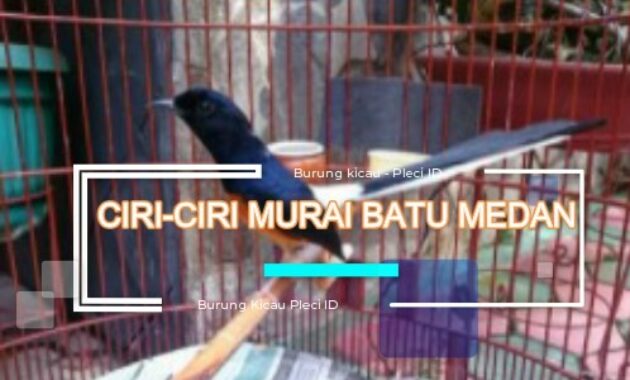 ciri-ciri-murai-batu-medan