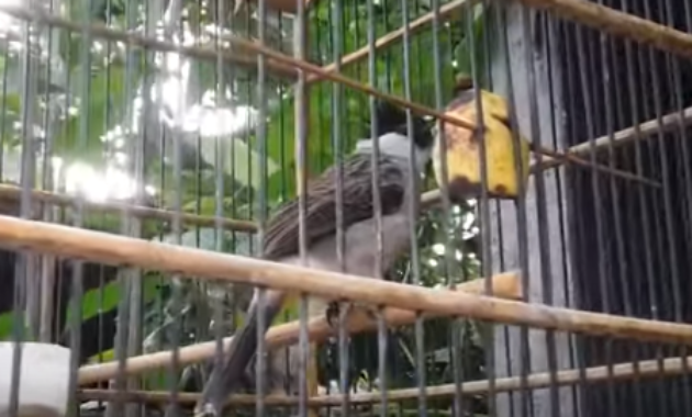 Harga Pasaran Burung Kutilang