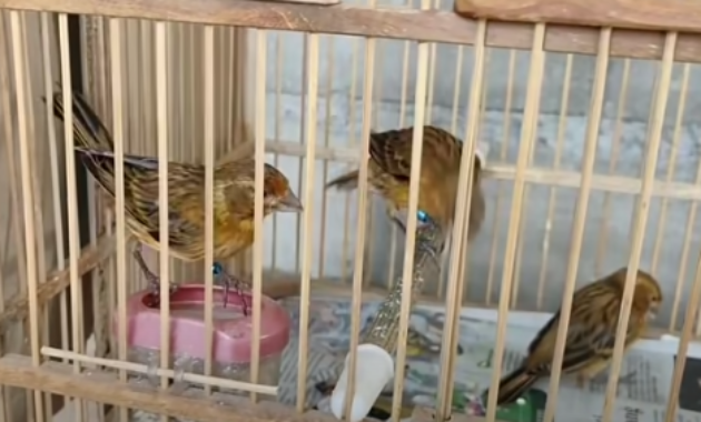 kenari-paud-jantan-dan-betina