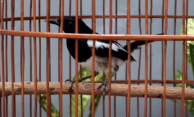 makanan-burung-kacer