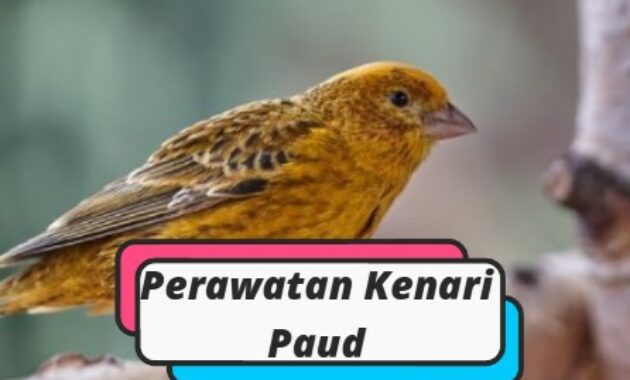 perawatan-kenari-paud