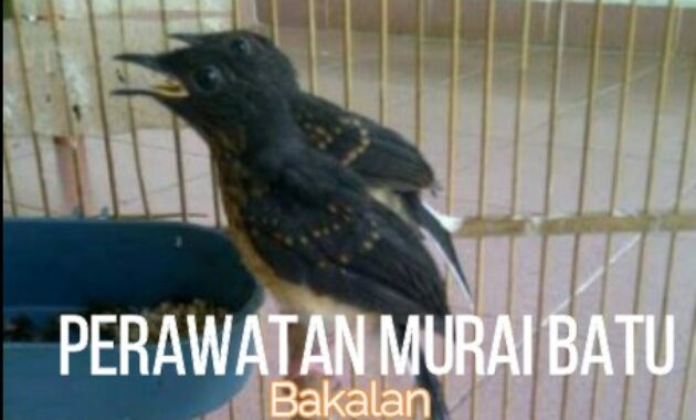 perawatan-murai-batu-bakalan