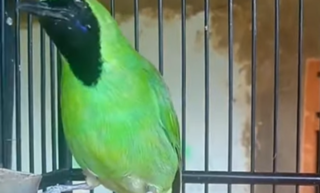 setingan-cucak-ijo-sebelum-lomba