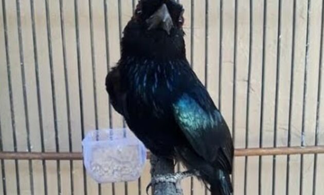 apa-makanan-burung-srigunting