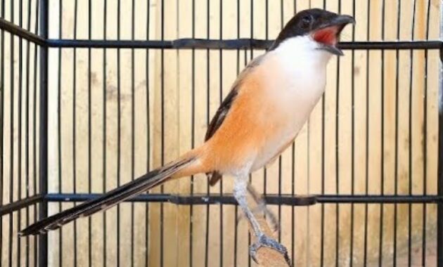 cara-agar-cendet-gacor-stabil