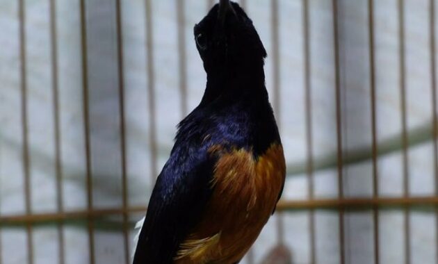 cara-memaster-murai-batu