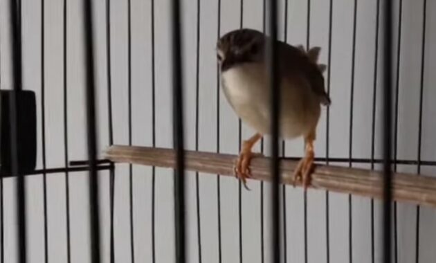 cara-memilih-ciblek-gunung-prospek