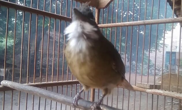 cara-mengatasi-burung-cucak-jenggot-macet-bunyi