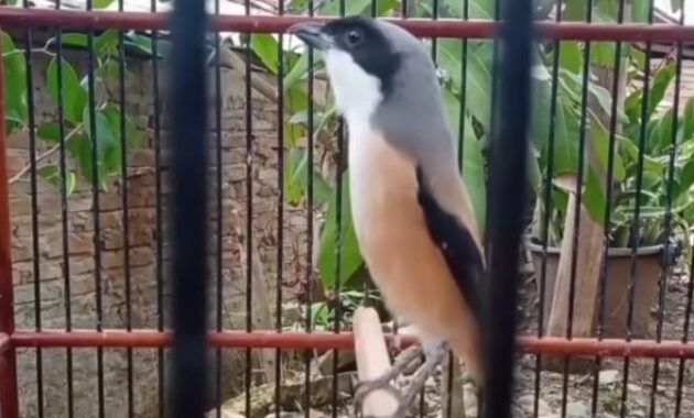 cara-mengatasi-cendet-rusak