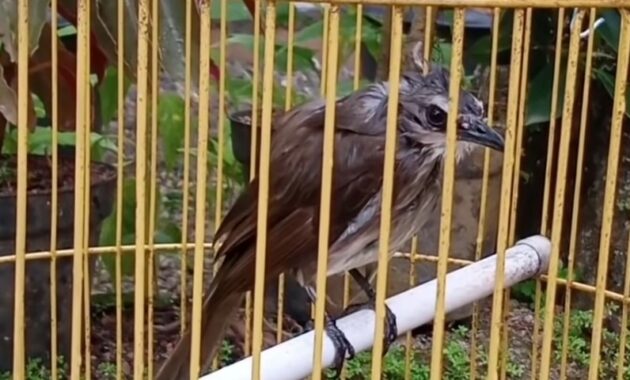 cara-menjinakkan-burung-trucukan