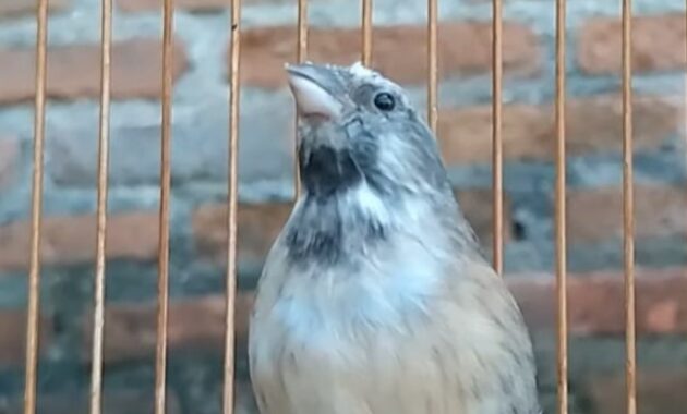 cara-merawat-burung-blackthroat