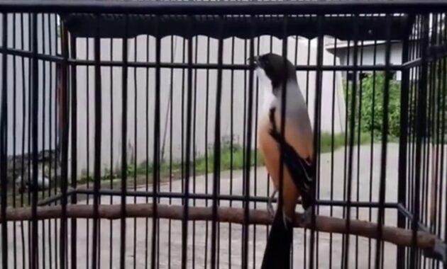 cara-merawat-burung-cendet-yang-lagi-mabung